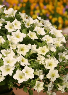 Петуния каскадна surfinia white morn (4184)